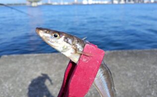 夏はキス釣り‼️近場で釣れてます‼️