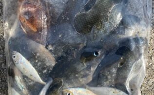 豆アジ釣りのはずが・・・