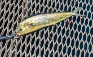 飛島磯釣り公園　シイラ、ソウダ、アオリカ