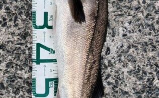 2026.9.3 博多湾 スズキ