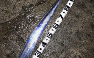 堤防タチウオウキ釣り！！