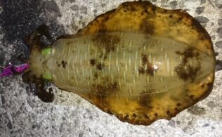 神の島での泳がせ釣りでアオリイカ