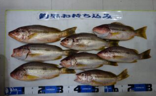 お持込み釣果情報