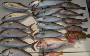 落し込み青物釣果情報
