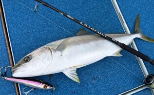 生月沖　ヒラマサ　8kg程度までが3匹