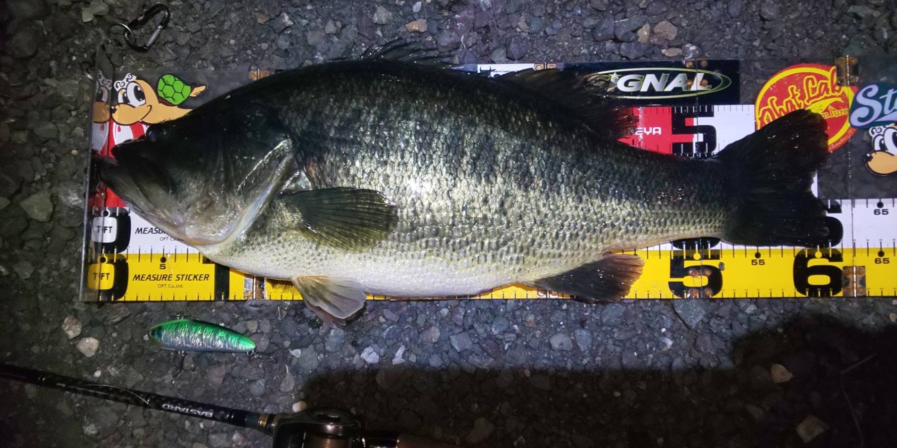 2019/11/09 琵琶湖 ブラックバス 60cmアップ | かめや釣具