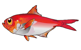 小田原沖　キンメ　好調！