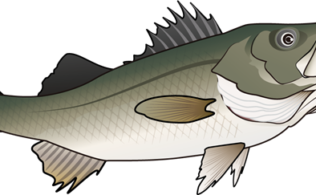 菊川河口　シーバス　65cm