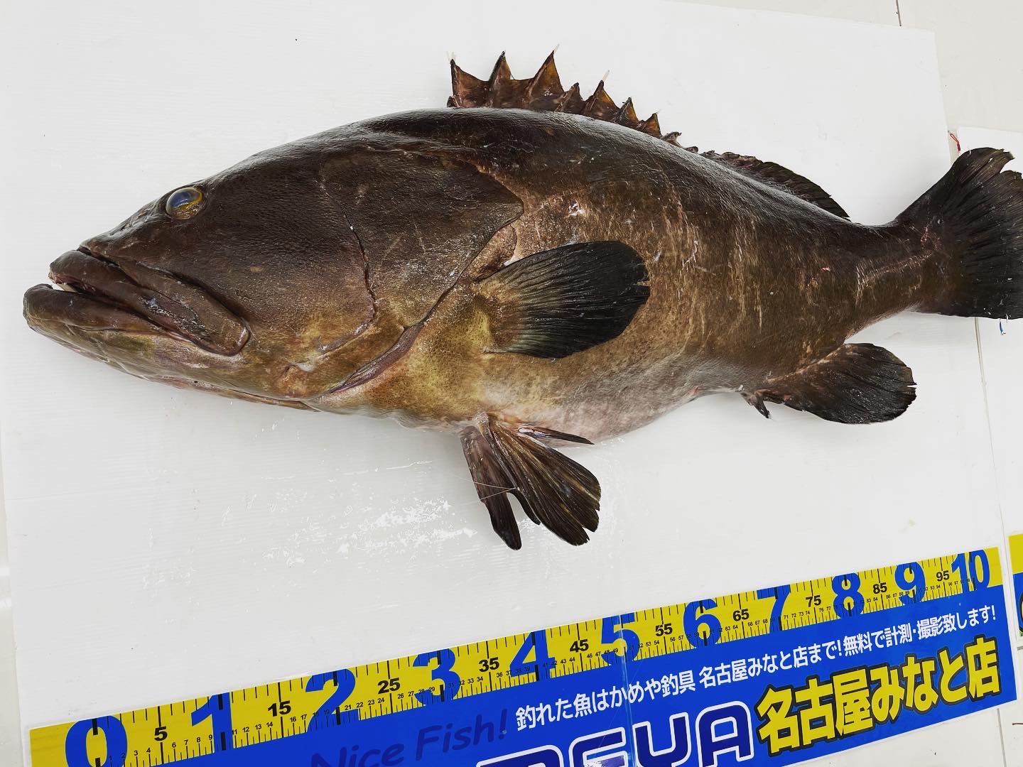 デジタル魚拓】114cm/25.1kg のクエをお持ち込み頂きました！ | かめや釣具