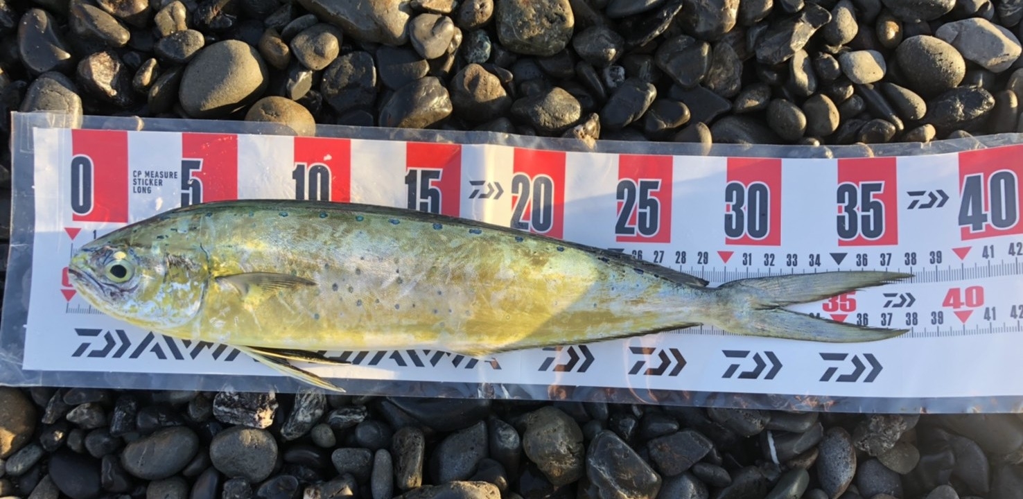 21 8 6 三保サーフ シイラ ペンペン かめや釣具 21 8 6 三保サーフ シイラ ペンペン かめや釣具