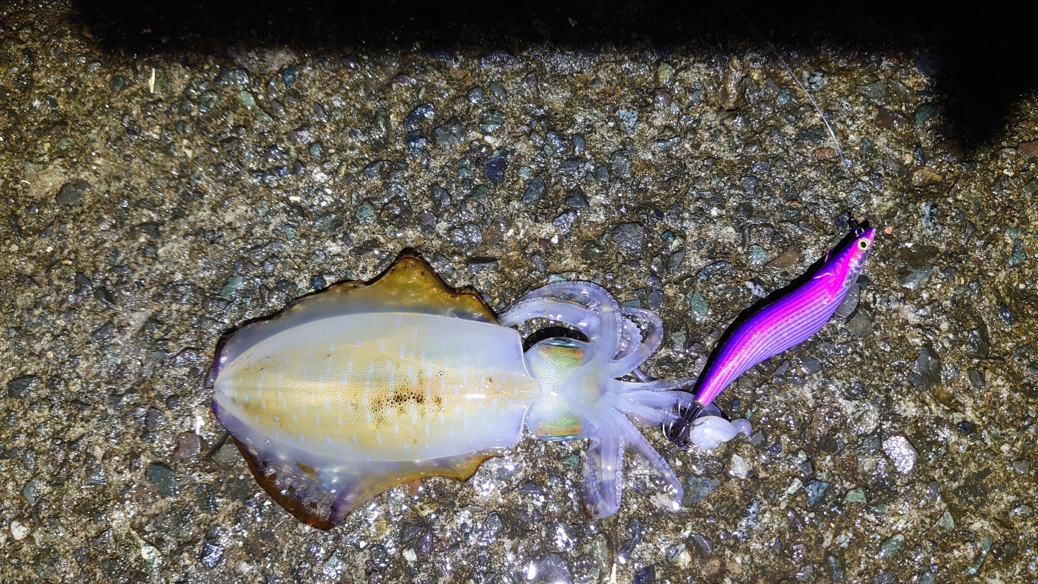 アオリイカ 熱海周辺防波堤 かめや釣具