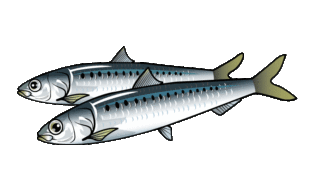 福田港　イワシ　40匹