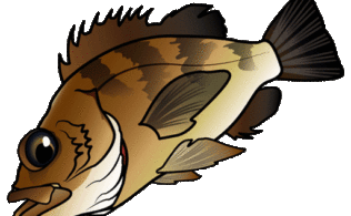 東扇島西公園　メバル釣果情報