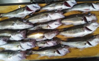 宇佐美沖にてアラが釣れてます。2人で１６匹釣れました(^^♪