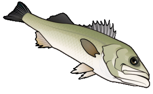 相模川　シーバス　43ｃｍ