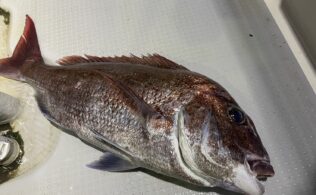 沼津沖にて真鯛２．５ｋｇ１枚