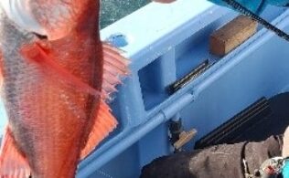 宇佐美沖にてアカムツが釣れてます。