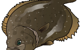 ヒラメ　50ｃｍ