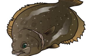 遠州サーフ　ヒラメ　54cm