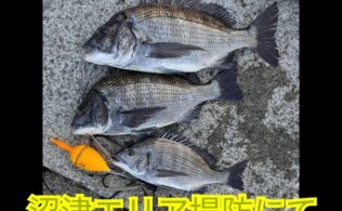 沼津エリアの堤防にて黒鯛３枚。