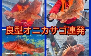 江ノ島沖にてオニカサゴ好調です。