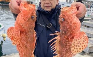 小田原沖にてオニカサゴが釣れてます。