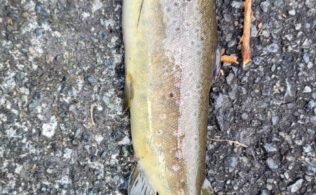 芦ノ湖にてブラウントラウトが釣れてます。