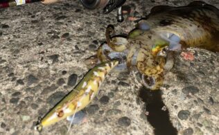 西湘エリアの堤防にてアオリイカ１杯