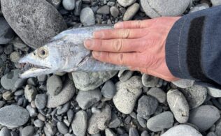 沼津サーフにてタチウオ1匹