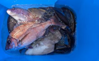 沼津沖にて真鯛２枚