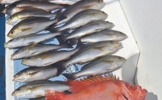 東伊豆沖イサキが好調です。
