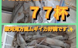 駿河湾　沼津沖にてムギイカ７７杯