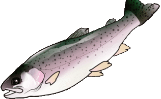 2025/11/12　本栖湖　ニジマス