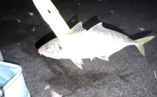 小田原周辺の砂浜でアジが釣れております。