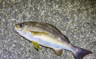 沼津エリアの堤防でイサキ４０ｃｍ