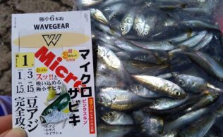 敦賀湾豆アジ開幕！！