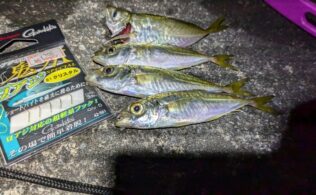 沼津エリアの堤防で小アジ4匹