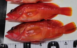 真鶴沖にてアカハタ３匹、カサゴ多数。