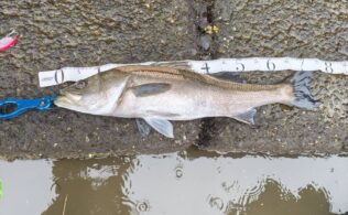 伊豆方面の河口にてシーバスが1匹