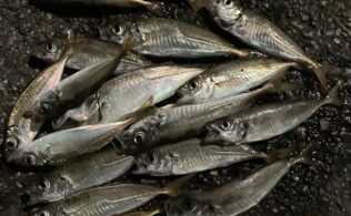 沼津エリアの堤防でアジ17匹