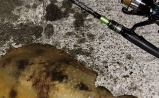 東伊豆エリアの堤防にてアオリイカ１．２ｋｇ