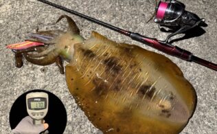 東伊豆エリアの堤防にてアオリイカ１．７kg