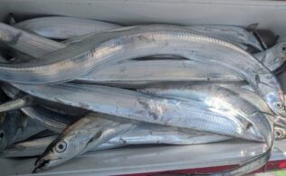 久里浜沖タチウオ好調です。