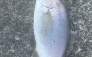 沼津エリアの堤防でソーダガツオ多数、ショゴ１匹釣れたそうです。