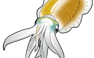 早川港　障泥烏賊の釣果情報