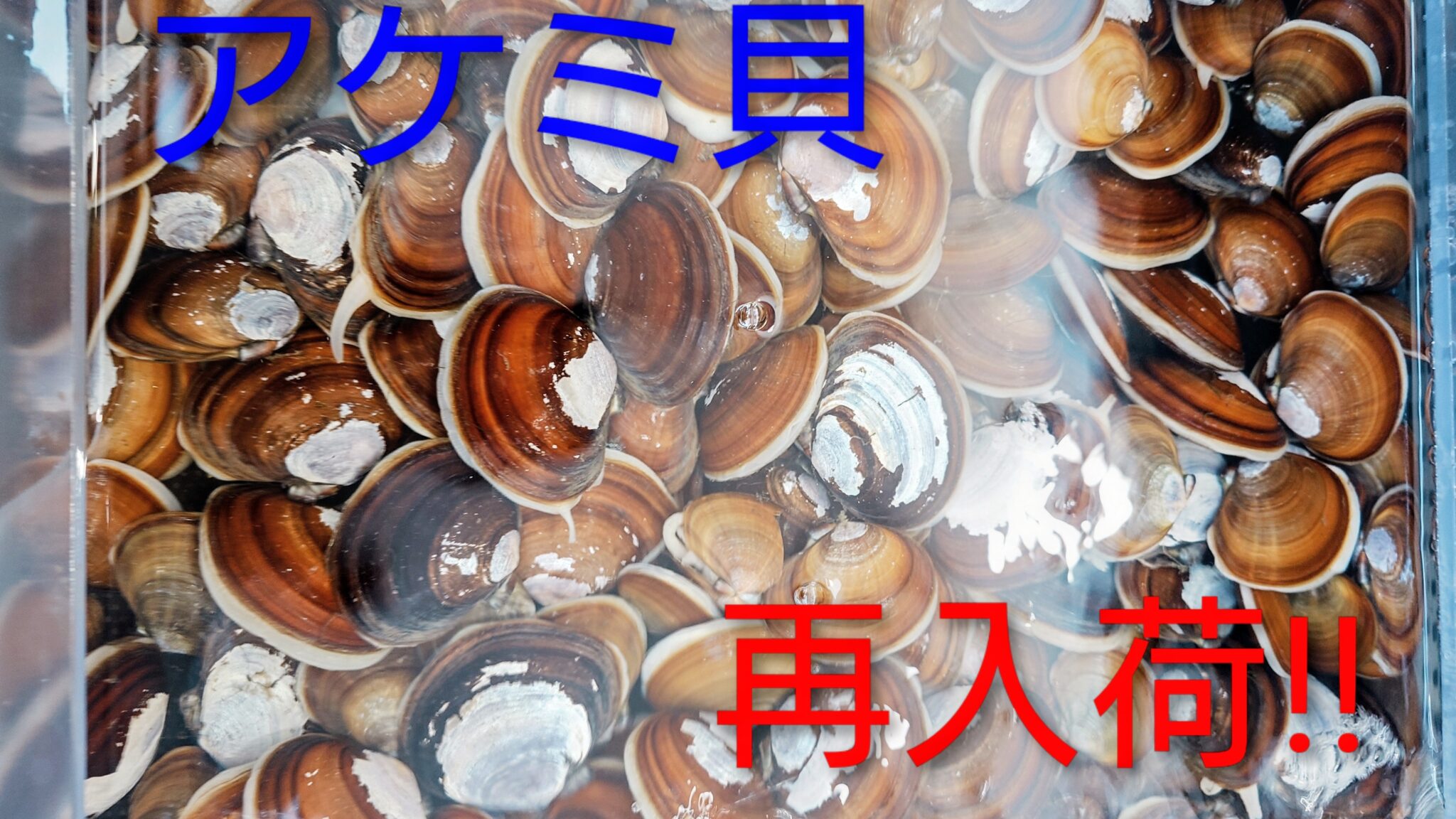 アケミ貝再入荷しました!! | かめや釣具