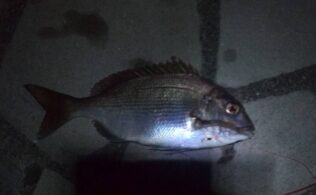 沼津エリアの堤防にて真鯛３０ｃｍが釣れたそうです。