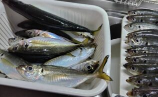 東京湾沖にてアジが好調に釣れてます。