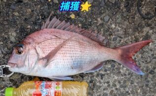 東伊豆エリアの堤防にてマダイ１匹