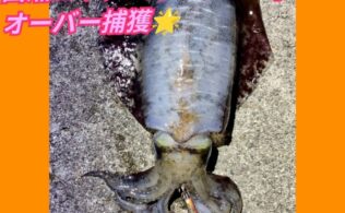 西湘エリアの堤防でアオリイカ１．１ｋｇが釣れたそうです。